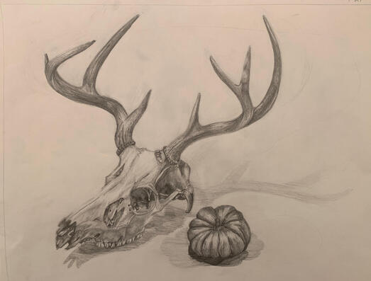 Deer - Pencil